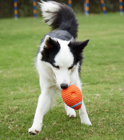 Dog Sound Toy Bite resistant Rubber Ball Soccer Ball Small and Medium sized Dog Golden Hair Teddy Dog Pet Toy